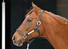 Azeri Foals a Ghostzapper Filly