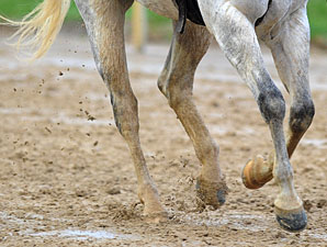 Classic Horses Breeze; Training on the Turf Classic Horses Breeze; Training on the Turf