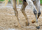 Classic Horses Breeze; Training on the Turf