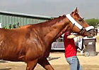 Breeders' Cup - Wise Dan Arrives