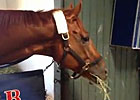 Breeders' Cup - Wise Dan Settles In Breeders' Cup - Wise Dan Settles In