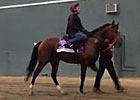 Breeders' Cup - Excelebration