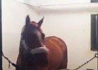 Breeders' Cup: Wise Dan Settles In Breeders' Cup: Wise Dan Settles In