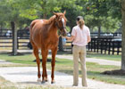 Fasig-Tipton July Sale Preview