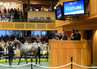 Fasig-Tipton The Saratoga Sale: Day 2 Wrap