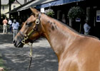 Saratoga Sale 2012: Galileo Yearlings