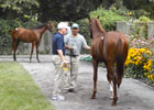 Saratoga Sale 2012: Starlight Racing Saratoga Sale 2012: Starlight Racing