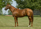 Flower Alley - Sire of I'll Have Another