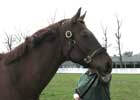 Past Derby Winners: Funny Cide (Video) Past Derby Winners: Funny Cide (Video)