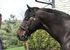 Past Ky Derby Winners: Fusaichi Pegasus 