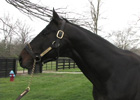 Past Ky Derby Winners: Grindstone (Video)