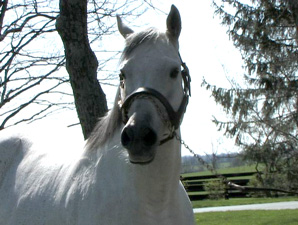Past Kentucky Derby Winners: Monarchos Past Kentucky Derby Winners: Monarchos