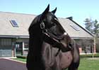 Past Ky Derby Winners: Street Sense (Video)