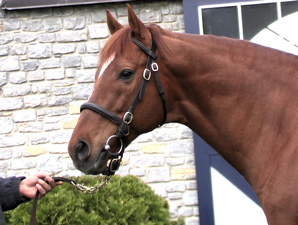 Past Kentucky Derby Winners: Thunder Gulch Past Kentucky Derby Winners: Thunder Gulch