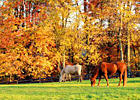Beyond the Blinkers: OTTB Update - Windy Jim