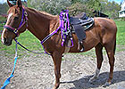 OTTB Spotlight: Theres Trouble OTTB Spotlight: Theres Trouble