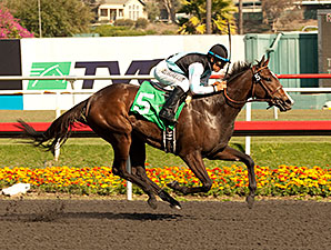 Starlet Next for Easy Moccasin Winner Bajan Starlet Next for Easy Moccasin Winner Bajan