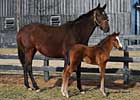 Grade I Winner Balance Foals a Colt