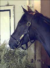 Bandini, Noble Causeway Top Skip Away Cast Bandini, Noble Causeway Top Skip Away Cast