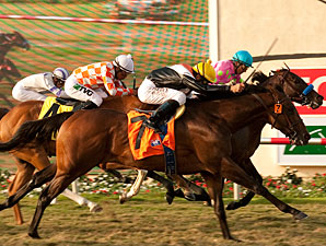 Banned Nips 'Interlude in Del Mar Derby Duel Banned Nips 'Interlude in Del Mar Derby Duel