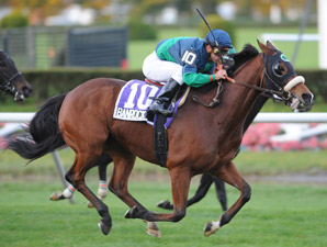 NY Champ Banrock Retired NY Champ Banrock Retired