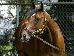 Derby Museum to Hold Barbaro Tribute Derby Museum to Hold Barbaro Tribute