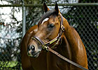 Derby Museum to Hold Barbaro Tribute 