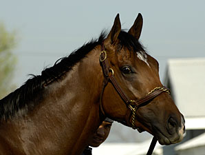 Celebration of Barbaro Planned Celebration of Barbaro Planned