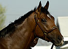 Celebration of Barbaro Planned Celebration of Barbaro Planned