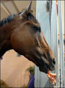 Barbaro Injury Highlights Need for Laminitis Research Funding Barbaro Injury Highlights Need for Laminitis Research Funding