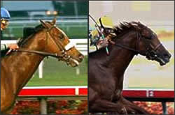 Derby Wager Action Picks Up on Barbaro, 'Contender Derby Wager Action Picks Up on Barbaro, 'Contender