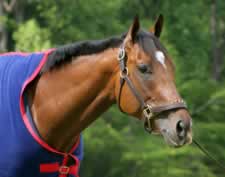 Barbaro in 'Excellent' Condition; Use of Hind Leg in Breeding Explained Barbaro in 'Excellent' Condition; Use of Hind Leg in Breeding Explained