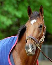 HRTV's Barbaro Special Available on DVD HRTV's Barbaro Special Available on DVD