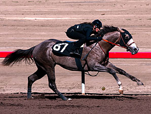 Under-Tack Show Indicates Deep Barretts Sale Under-Tack Show Indicates Deep Barretts Sale