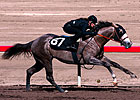 Under-Tack Show Indicates Deep Barretts Sale Under-Tack Show Indicates Deep Barretts Sale