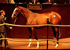 Tiznow Filly Tops Barretts Cal Cup Sale Tiznow Filly Tops Barretts Cal Cup Sale