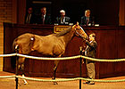 Twirling Candy Colt Tops Barretts Auction