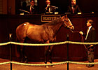 Malibu Moon Colt Tops Strong Barretts Sale Malibu Moon Colt Tops Strong Barretts Sale