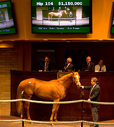 Giant's Causeway Colt Tops Barretts 2YO Sale Giant's Causeway Colt Tops Barretts 2YO Sale