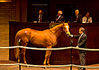 Giant's Causeway Colt Tops Barretts 2YO Sale Giant's Causeway Colt Tops Barretts 2YO Sale