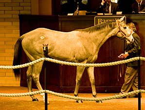 Unbridled's Song Colt Tops at Barretts Unbridled's Song Colt Tops at Barretts