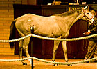 Unbridled's Song Colt Tops at Barretts Unbridled's Song Colt Tops at Barretts