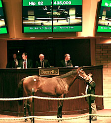 Japanese Buyers Boost Barretts 2YO Sale Japanese Buyers Boost Barretts 2YO Sale