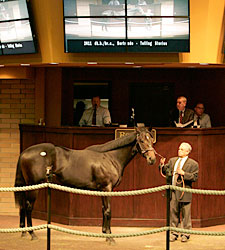 Bertrando Colt Tops at Barretts Yearling Sale Bertrando Colt Tops at Barretts Yearling Sale