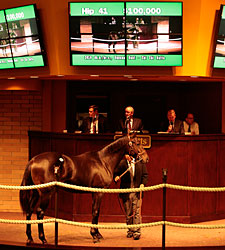 Barretts Yearling Sale Off to Strong Start Barretts Yearling Sale Off to Strong Start