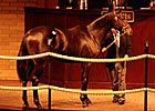 Barretts Yearling Sale Off to Strong Start Barretts Yearling Sale Off to Strong Start