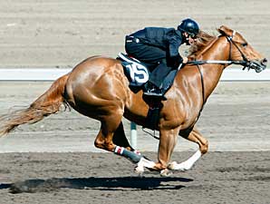 Lion Heart Colt, Others Top Workouts Lion Heart Colt, Others Top Workouts