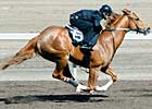 Lion Heart Colt, Others Top Workouts