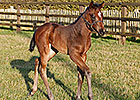 Euro Sprinter Bated Breath Sires First Foal Euro Sprinter Bated Breath Sires First Foal