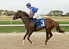 Battle Hardened Breezes at Palm Meadows